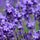 Nahaufnahme von blühenden Lavendelblüten mit leuchtend violetten Blütenblättern und grünen Stängeln, die ein dichtes, buntes Feld bilden. Der Hintergrund ist mit unscharfem Lavendel gefüllt, was den Eindruck von Tiefe und natürlicher Schönheit noch verstärkt.
