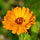 Eine Nahaufnahme einer leuchtend orangefarbenen Ringelblume in voller Blüte, mit gekräuselten Blütenblättern und einer dunkelorangenen Mitte, vor einem unscharfen grünen Hintergrund.