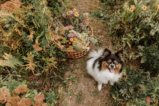 Räucherstäbchen für Haustierbesitzer: Worauf du achten solltest ZoaZen