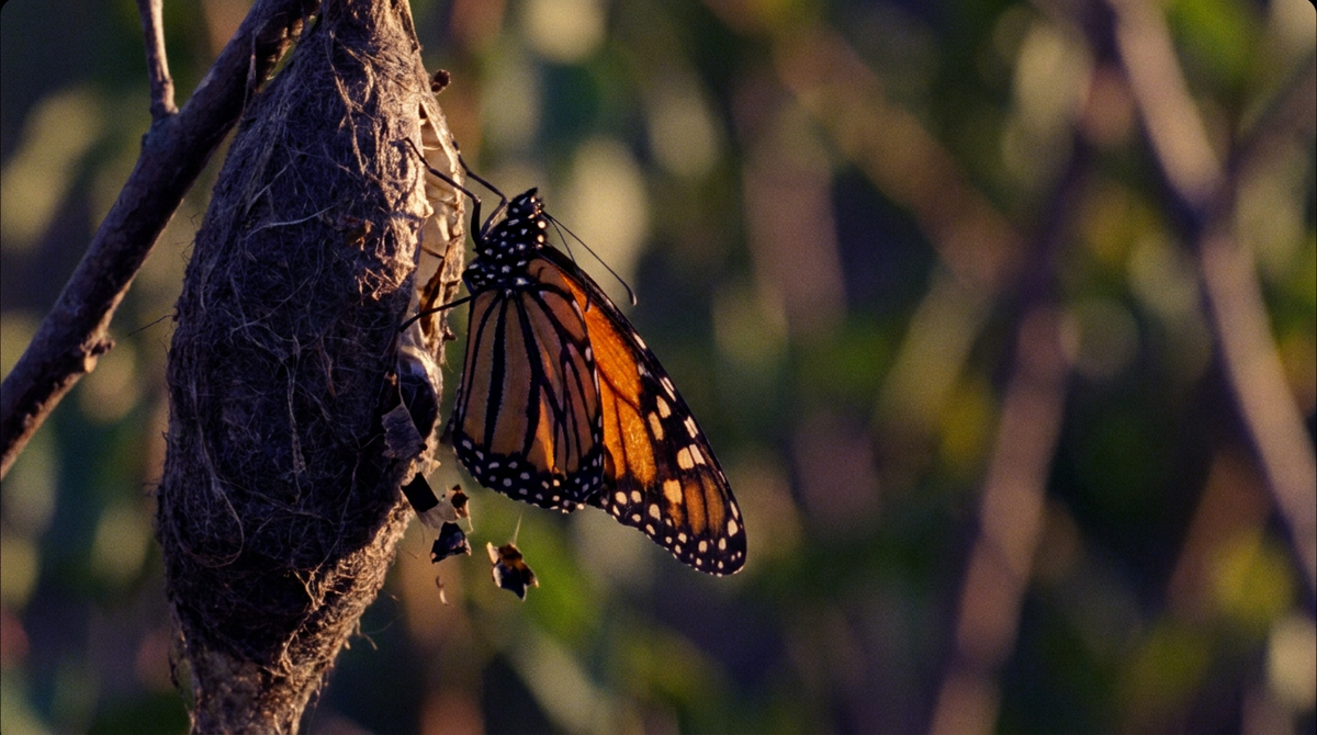 Traumdeutung Tod – Schmetterling als Symbol der Transformation