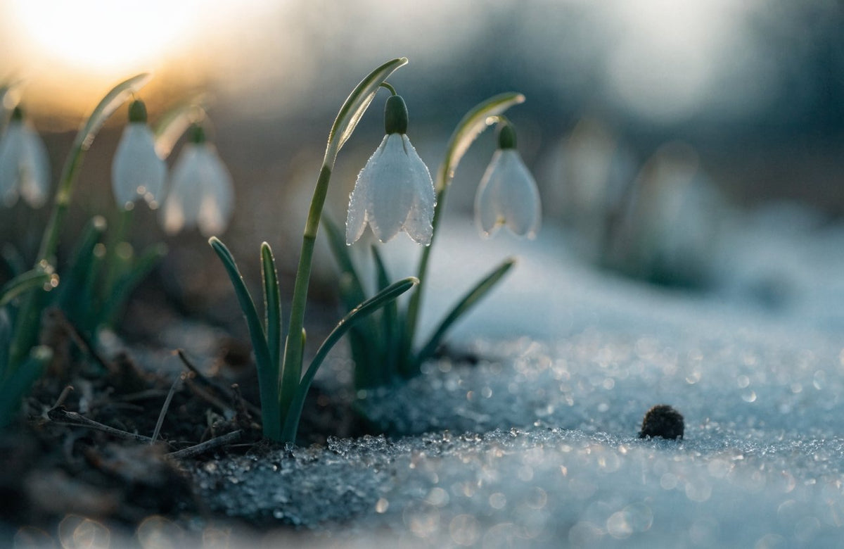 Imbolc Bedeutung – Schneeglöckchen im schmelzenden Schnee