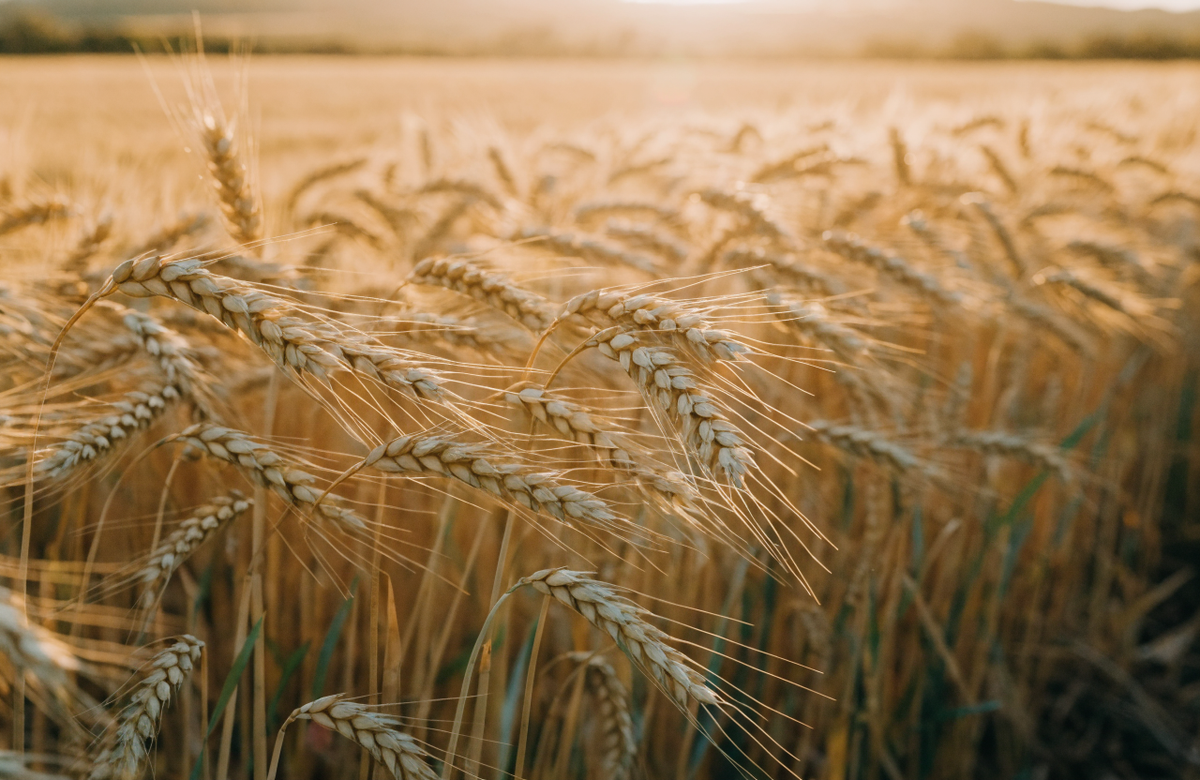 Lughnasadh – goldenes Weizenfeld im Spätsommer