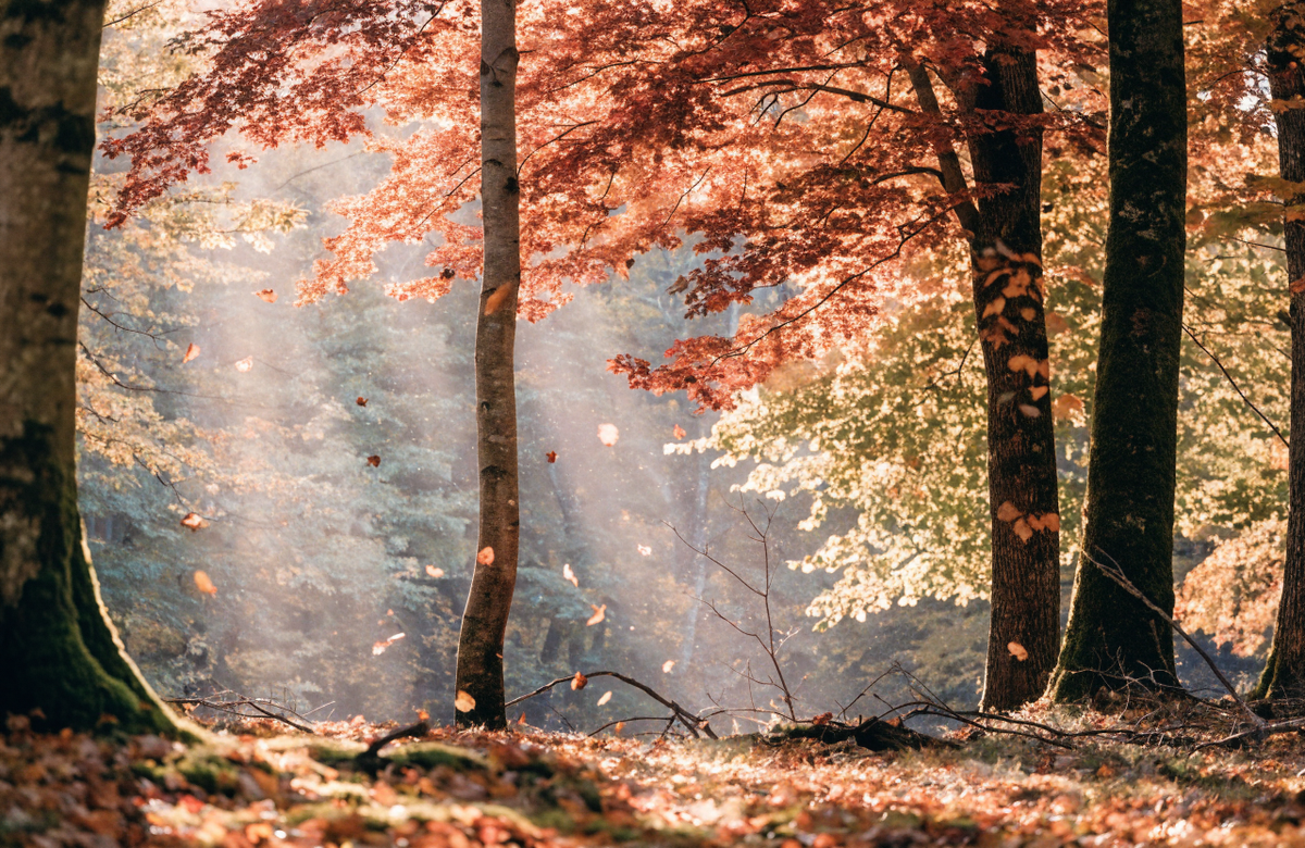 Mabon – goldener Herbstwald