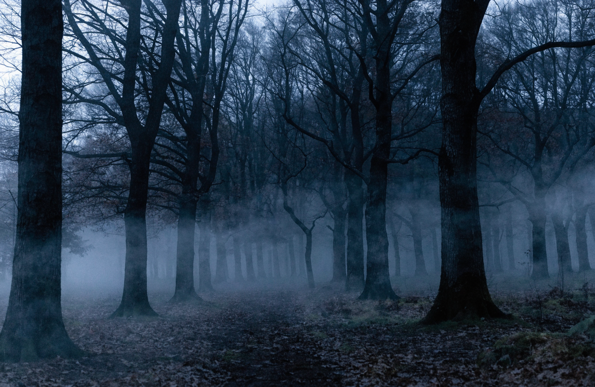 Samhain – Nebelwald in der Dämmerung