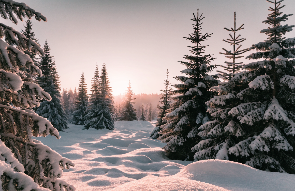 Yule – verschneiter Tannenwald im Sonnenaufgang