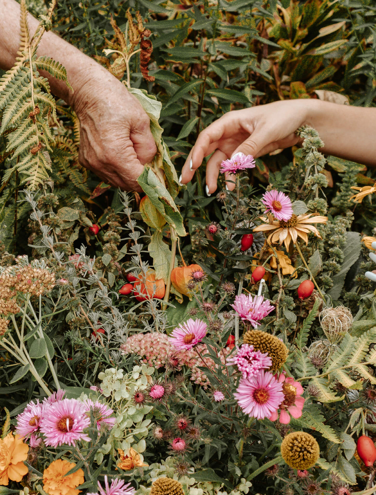 Hände pflücken frische Kräuter und Blüten in der Natur – natürliche Zutaten für ZoaZen Räucherwerk